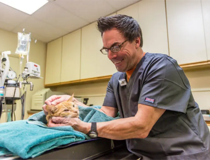 Staff member caring for an orange cat on a table